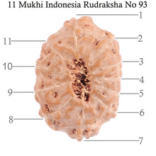 Load image into Gallery viewer, 11 Mukhi Indonesian Rudraksha - Bead No. 93