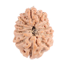 Load image into Gallery viewer, 11 Mukhi Indonesian Rudraksha - Bead No. 98