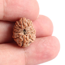 Load image into Gallery viewer, 11 Mukhi Indonesian Rudraksha - Bead No. 98