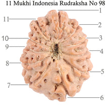 Load image into Gallery viewer, 11 Mukhi Indonesian Rudraksha - Bead No. 98