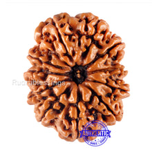 Load image into Gallery viewer, 11 Mukhi Nepalese Rudraksha - Bead No. 112