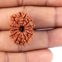 Load image into Gallery viewer, 11 Mukhi Nepalese Rudraksha - Bead No. 142