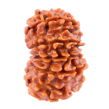 Load image into Gallery viewer, 11 Mukhi Nepalese Rudraksha - Bead No. 142