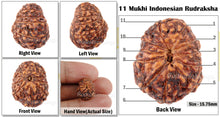 Load image into Gallery viewer, 11 Mukhi Indonesian Rudraksha - Bead No. 114
