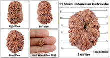 Load image into Gallery viewer, 11 Mukhi Indonesian Rudraksha - Bead No. 118