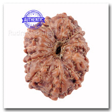 Load image into Gallery viewer, 11 Mukhi Indonesian Rudraksha - Bead No. 118