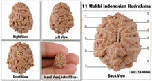 Load image into Gallery viewer, 11 Mukhi Indonesian Rudraksha - Bead No. 128