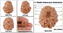 Load image into Gallery viewer, 11 Mukhi Indonesian Rudraksha - Bead No. 130