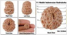 Load image into Gallery viewer, 11 Mukhi Indonesian Rudraksha - Bead No. 133