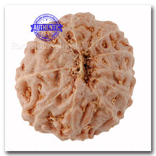 Load image into Gallery viewer, 11 Mukhi Indonesian Rudraksha - Bead No. 133