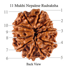 Load image into Gallery viewer, 11 Mukhi Nepalese Rudraksha - Bead No. 110