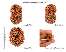 Load image into Gallery viewer, 11 Mukhi Nepalese Rudraksha - Bead No. 112
