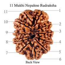 Load image into Gallery viewer, 11 Mukhi Nepalese Rudraksha - Bead No. 112