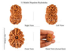 Load image into Gallery viewer, 11 Mukhi Nepalese Rudraksha - Bead No. 114