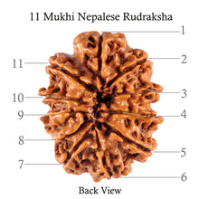 Load image into Gallery viewer, 11 Mukhi Nepalese Rudraksha - Bead No. 115