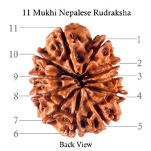 Load image into Gallery viewer, 11 Mukhi Nepalese Rudraksha - Bead No. 121