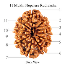 Load image into Gallery viewer, 11 Mukhi Nepalese Rudraksha - Bead No. 122