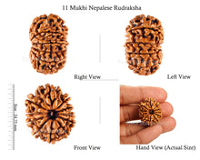 Load image into Gallery viewer, 11 Mukhi Nepalese Rudraksha - Bead No. 123