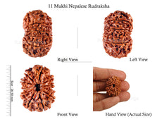 Load image into Gallery viewer, 11 Mukhi Nepalese Rudraksha - Bead No. 130