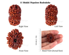 Load image into Gallery viewer, 11 Mukhi Nepalese Rudraksha - Bead No. 141