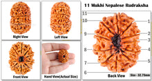 Load image into Gallery viewer, 11 Mukhi Nepalese Rudraksha - Bead No. 59