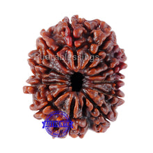 Load image into Gallery viewer, 11 Mukhi Nepalese Rudraksha - Bead No. 60