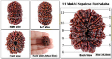 Load image into Gallery viewer, 11 Mukhi Nepalese Rudraksha - Bead No. 60