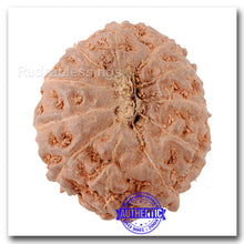 Load image into Gallery viewer, 11 Mukhi Indonesian Rudraksha - Bead No. 145
