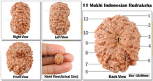 Load image into Gallery viewer, 11 Mukhi Indonesian Rudraksha - Bead No. 146