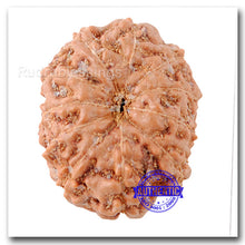 Load image into Gallery viewer, 11 Mukhi Indonesian Rudraksha - Bead No. 146
