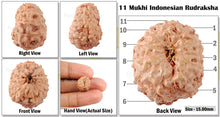 Load image into Gallery viewer, 11 Mukhi Indonesian Rudraksha - Bead No. 148
