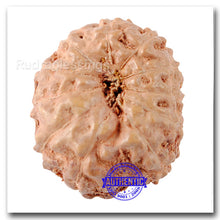 Load image into Gallery viewer, 11 Mukhi Indonesian Rudraksha - Bead No. 148