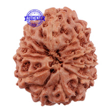 Load image into Gallery viewer, 11 Mukhi Indonesian Rudraksha - Bead No. 115