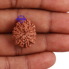 Load image into Gallery viewer, 11 Mukhi Indonesian Rudraksha - Bead No. 115