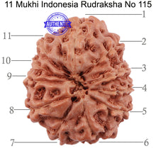 Load image into Gallery viewer, 11 Mukhi Indonesian Rudraksha - Bead No. 115