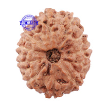 Load image into Gallery viewer, 11 Mukhi Indonesian Rudraksha - Bead No. 116