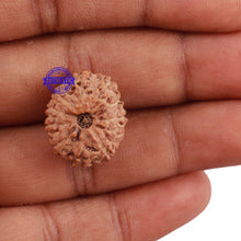 Load image into Gallery viewer, 11 Mukhi Indonesian Rudraksha - Bead No. 116