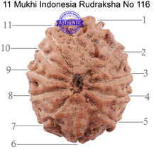 Load image into Gallery viewer, 11 Mukhi Indonesian Rudraksha - Bead No. 116