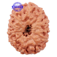 Load image into Gallery viewer, 11 Mukhi Indonesian Rudraksha - Bead No. 117