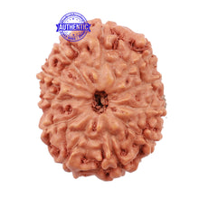 Load image into Gallery viewer, 11 Mukhi Indonesian Rudraksha - Bead No. 117