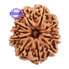 Load image into Gallery viewer, 11 Mukhi Nepalese Rudraksha - Bead No. 161