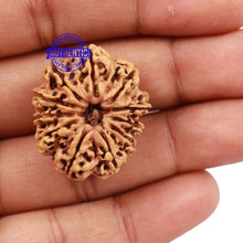 Load image into Gallery viewer, 11 Mukhi Nepalese Rudraksha - Bead No. 161