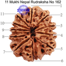 Load image into Gallery viewer, 11 Mukhi Nepalese Rudraksha - Bead No. 162