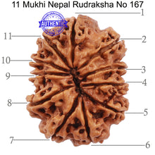Load image into Gallery viewer, 11 Mukhi Nepalese Rudraksha - Bead No. 167