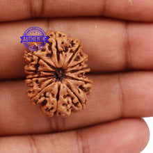 Load image into Gallery viewer, 11 Mukhi Nepalese Rudraksha - Bead No. 167
