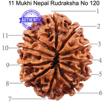 Load image into Gallery viewer, 11 Mukhi Nepalese Rudraksha - Bead No. 120
