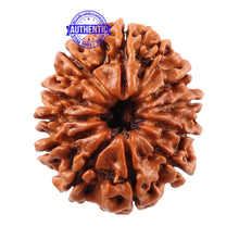Load image into Gallery viewer, 11 Mukhi Nepalese Rudraksha - Bead No. 120