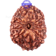Load image into Gallery viewer, 11 Mukhi Indonesian Rudraksha - Bead No. 114A