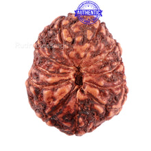 Load image into Gallery viewer, 11 Mukhi Indonesian Rudraksha - Bead No. 114A