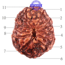 Load image into Gallery viewer, 11 Mukhi Indonesian Rudraksha - Bead No. 114A